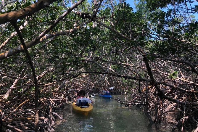 Key West Mangrove Kayak Eco Tour - Single vs double kayaks: choose for comfort, not bravado