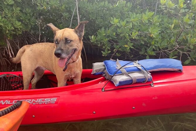 Key West Mangrove Kayak Eco Tour - Dog-friendly kayaking: what that adds to the day