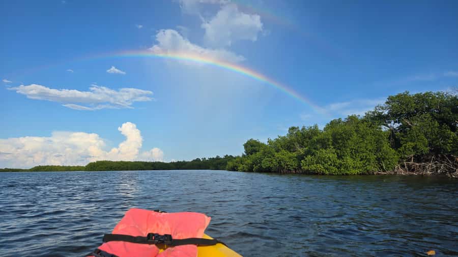 Key West: Mangrove Kayak or SUP Eco Tour - Key reasons this eco tour is worth your time