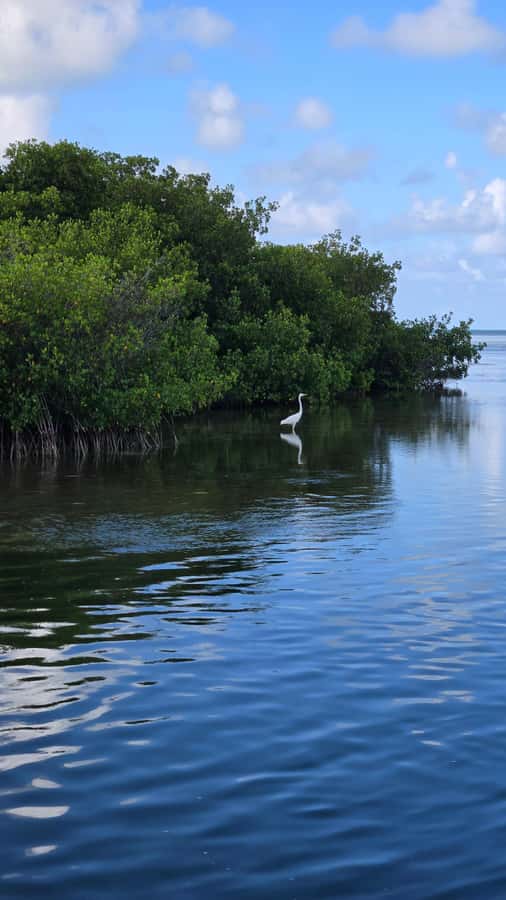 Key West: Mangrove Kayak or SUP Eco Tour - Entering Key West Mangroves for a Focused 2-Hour Paddle