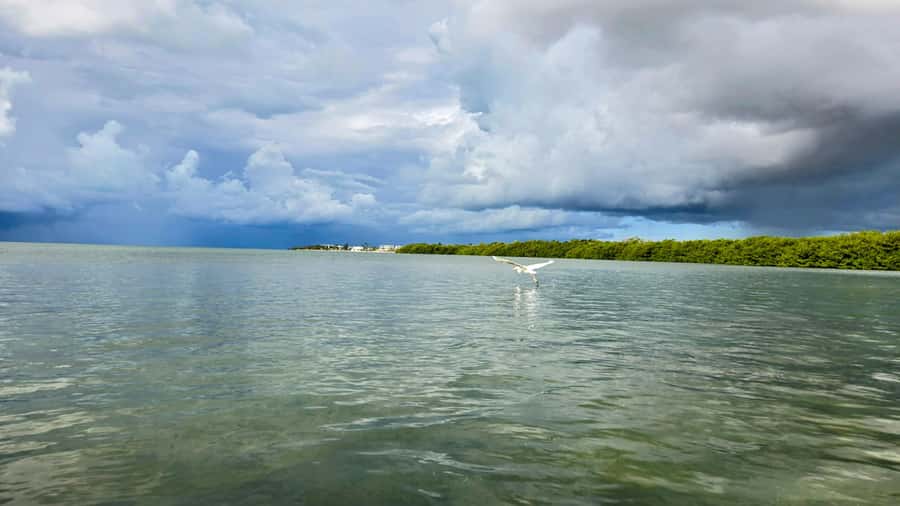 Key West: Mangrove Kayak or SUP Eco Tour - The Naturalist Guide Part: What You’ll Learn While You Paddle