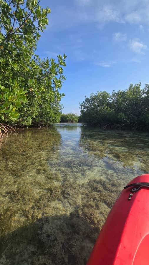 Key West: Mangrove Kayak or SUP Eco Tour - Mangrove Kayak or SUP: How the Time on Water Usually Plays Out