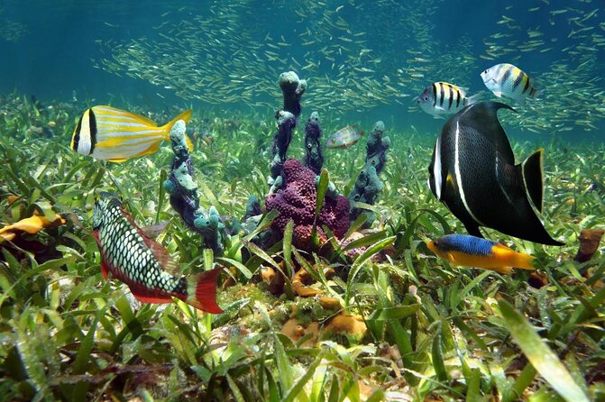 Key West's Island Adventure Sandbar Tour with Kayaking - Key things to know before you go