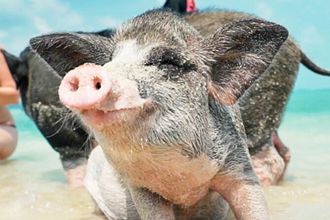 kohsamui.tours - Pig Island Snorkeling Eco Tour by Speed Boat - Koh Tan Snorkeling: Clear Water and a Reef That’s Still Doing Fine