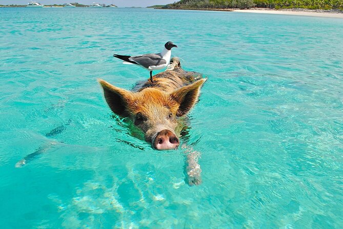 kohsamui.tours - Pig Island Snorkeling Eco Tour by Speed Boat - Kayaking, Swimming, and Beach Time: Don’t Turn This Into a Photo Sprint