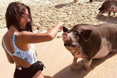 kohsamui.tours - Pig Island Snorkeling Eco Tour by Speed Boat - Speed Boat Transfer to Koh Mudsum: The Beach Side That Feels Like Another World