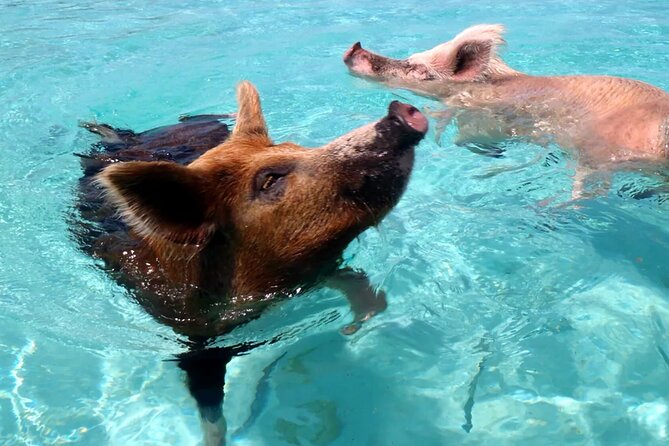 kohsamui.tours - Pig Island Snorkeling Eco Tour by Speed Boat - Lunch by the Sea: Thai Food Included With a Very Unusual View