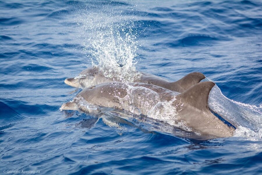 Lanzarote: Whale and Dolphin Watching Eco-Friendly Catamaran - Key points before you go