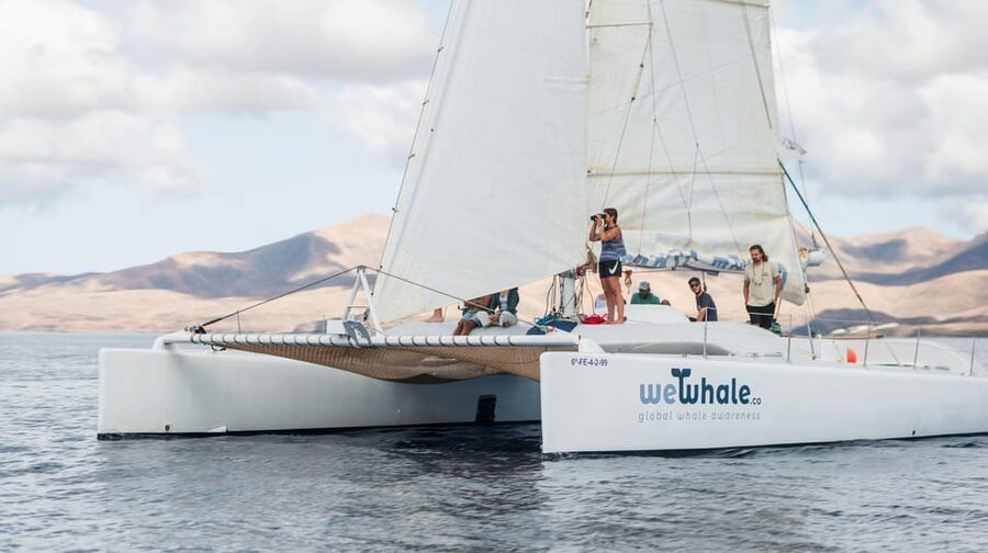 Lanzarote: Whale and Dolphin Watching Eco-Friendly Catamaran - What You Can Expect to Spot (And Why It’s Not Guaranteed)