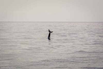 Lanzarote: Whale and Dolphin Watching Eco-Friendly Catamaran - Why the Crew’s Whale and Dolphin Rules Matter
