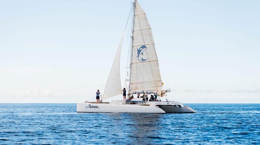 Lanzarote: Whale and Dolphin Watching Eco-Friendly Catamaran - Who Should Book This Electric Whale and Dolphin Cruise?