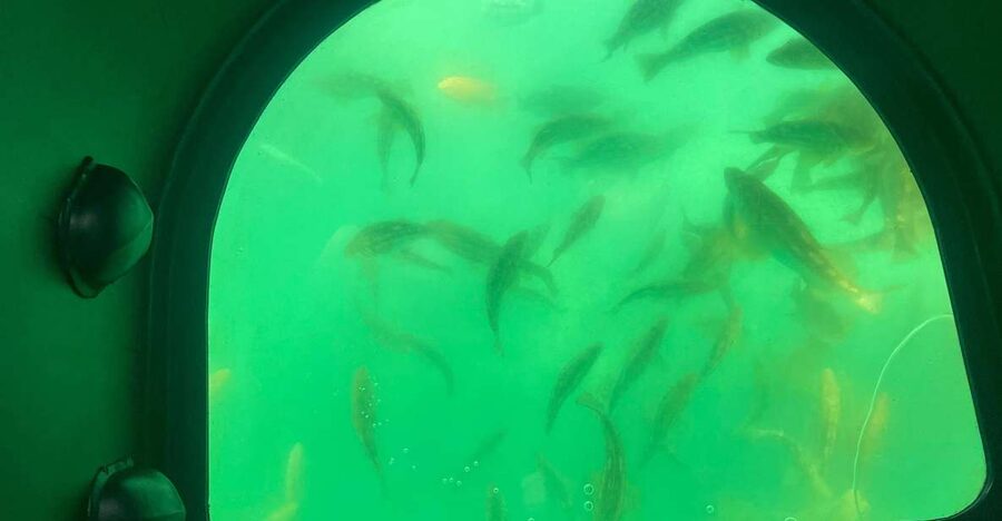 Long Beach: Glass Bottom Boat Harbor Ecotour - What you’ll see on the harbor cruise: views first, then underwater surprises