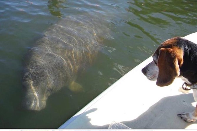 Lovers Key Guided Eco Tour-Mangrove Estuary - Key takeaways before you paddle