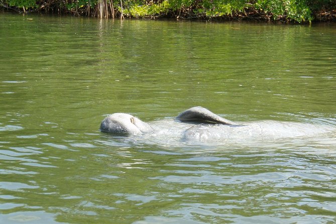 Lovers Key Guided Eco Tour-Mangrove Estuary - When to go and how weather and tides affect your day