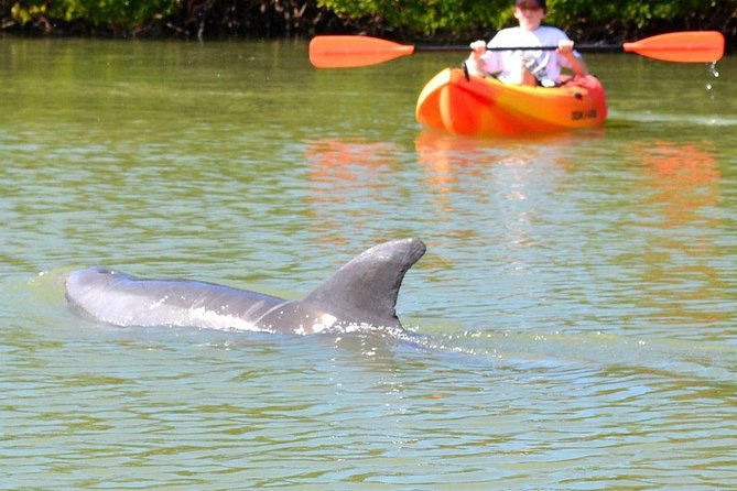 Lovers Key Guided Eco Tour-Mangrove Estuary - Choosing kayak, paddleboard, or canoe without overthinking it