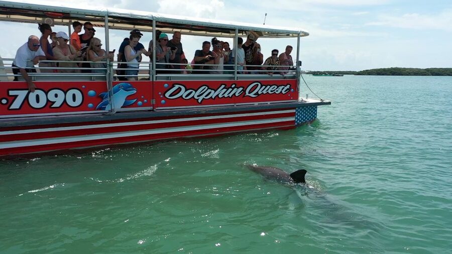 Madeira Beach: Guided Dolphin Watching Eco-Friendly Cruise - Why This Short Dolphin Cruise Feels Worth It