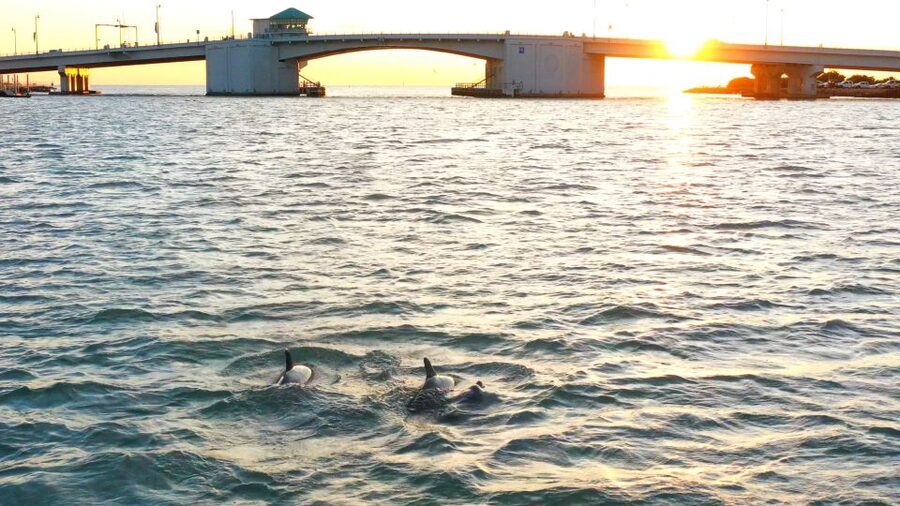 Madeira Beach: Guided Dolphin Watching Eco-Friendly Cruise - Weather and Water: What To Expect on Florida Water