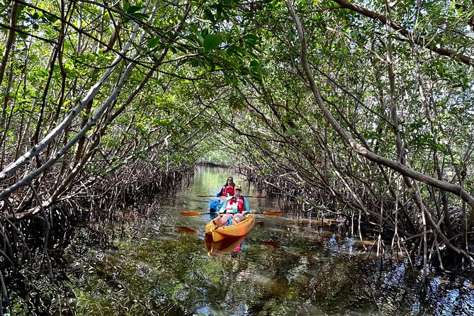 Mangrove Tunnel Kayak Eco Tour - Key points before you go