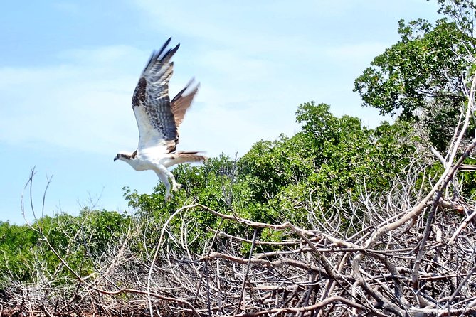 Mangrove Tunnel Kayak Eco Tour - The guide makes or breaks it: what you’ll learn on the water