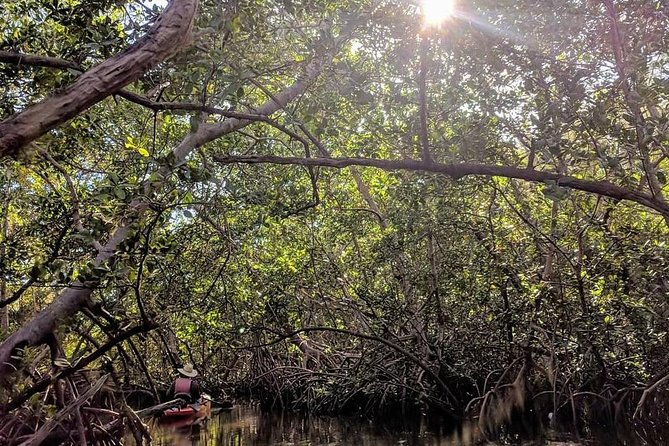 Mangrove Tunnels Pedal Kayak Eco-Tour in Anna Maria - Key highlights before you go