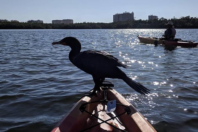 Mangrove Tunnels Pedal Kayak Eco-Tour in Anna Maria - Pedal kayaks through the mangroves: what the experience feels like