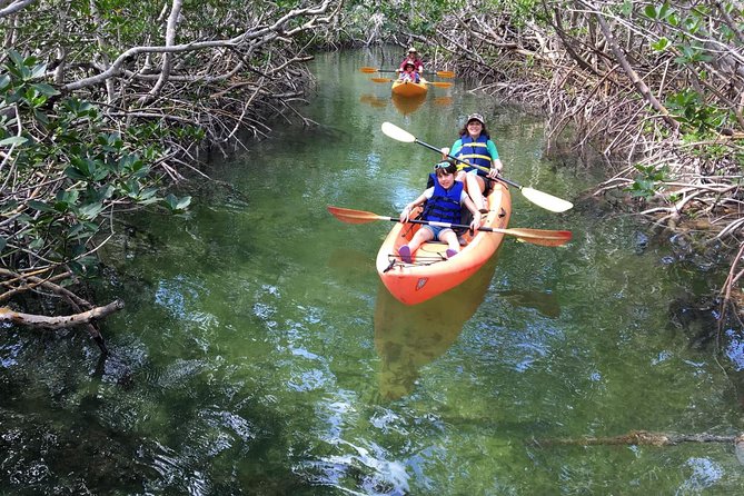 Mangroves and Manatees - Guided Kayak Eco Tour - What You Actually Do in the Mangroves (Beyond the Brochure)