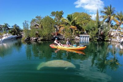 Mangroves and Manatees - Guided Kayak Eco Tour - The 2-Hour Paddle: What the Timing Feels Like on the Water
