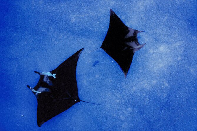 Manta Magic: Small-Group Manta Ray Night Snorkel in Kailua Kona - Night Snorkeling at Kailua Kona: Why the Mantas Show Up