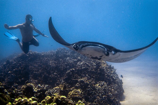 Manta Magic: Small-Group Manta Ray Night Snorkel in Kailua Kona - The Light Board Snorkel: What You Hold and Why It Matters