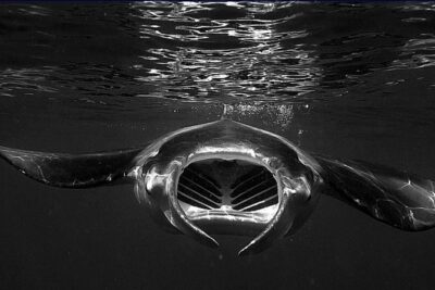 Manta Magic: Small-Group Manta Ray Night Snorkel in Kailua Kona - From Keauhou Harbor to the Feeding Site: How the 1-Hour Flow Works