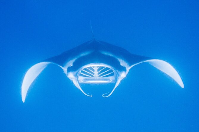 Manta Magic: Small-Group Manta Ray Night Snorkel in Kailua Kona - Safety and Expectations: What You Can Control vs What You Can’t