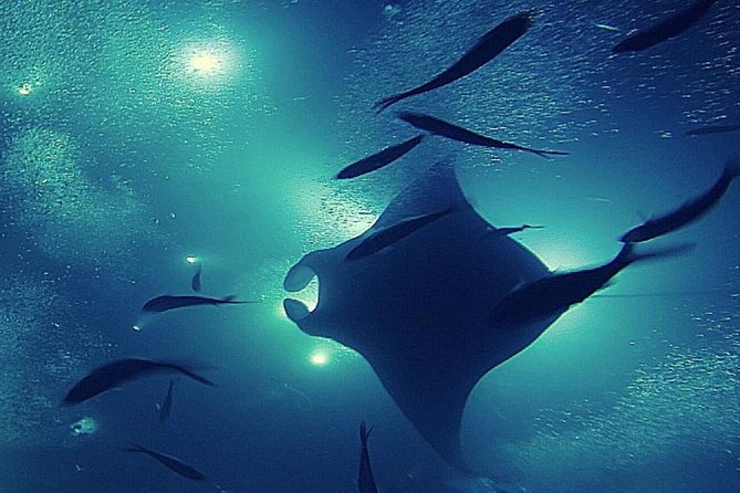 Manta Magic: Small-Group Manta Ray Night Snorkel in Kailua Kona - Price and Value in Kona: Why $145 Can Make Sense