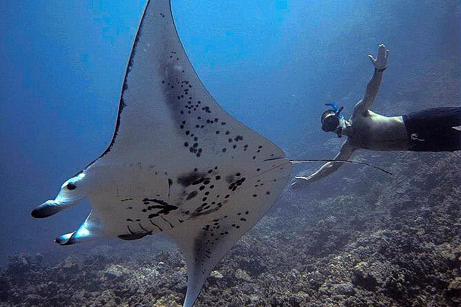 Manta Magic: Small-Group Manta Ray Night Snorkel in Kailua Kona - Who This Tour Fits Best (And Who Should Skip)