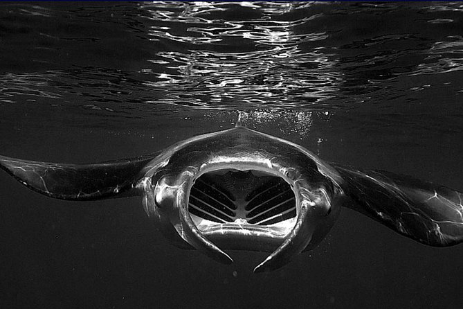 Manta Magic: Small-Group Manta Ray Night Snorkel in Kailua Kona - From Keauhou Harbor to the Feeding Site: How the 1-Hour Flow Works