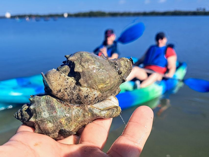 Marco Island: Kayak Mangrove Ecotour in Rookery Bay Reserve - Key highlights worth your time