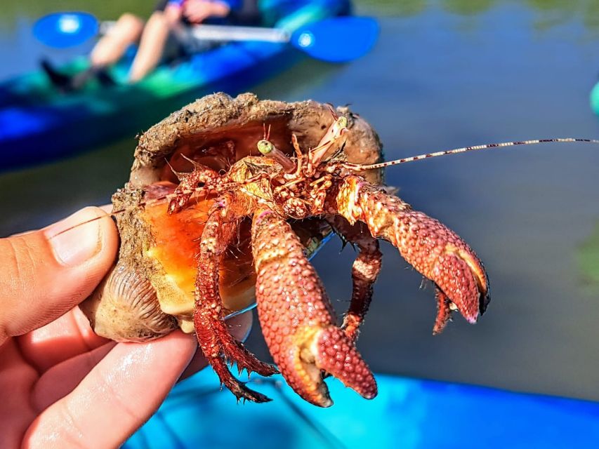 Marco Island: Kayak Mangrove Ecotour in Rookery Bay Reserve - Why Rookery Bay Mangroves Feel Like a Living Maze