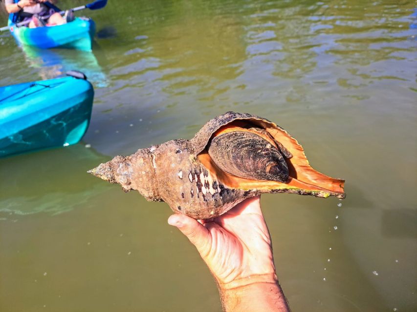 Marco Island: Kayak Mangrove Ecotour in Rookery Bay Reserve - Sliding Through Mangrove Passages: The Part You’ll Remember