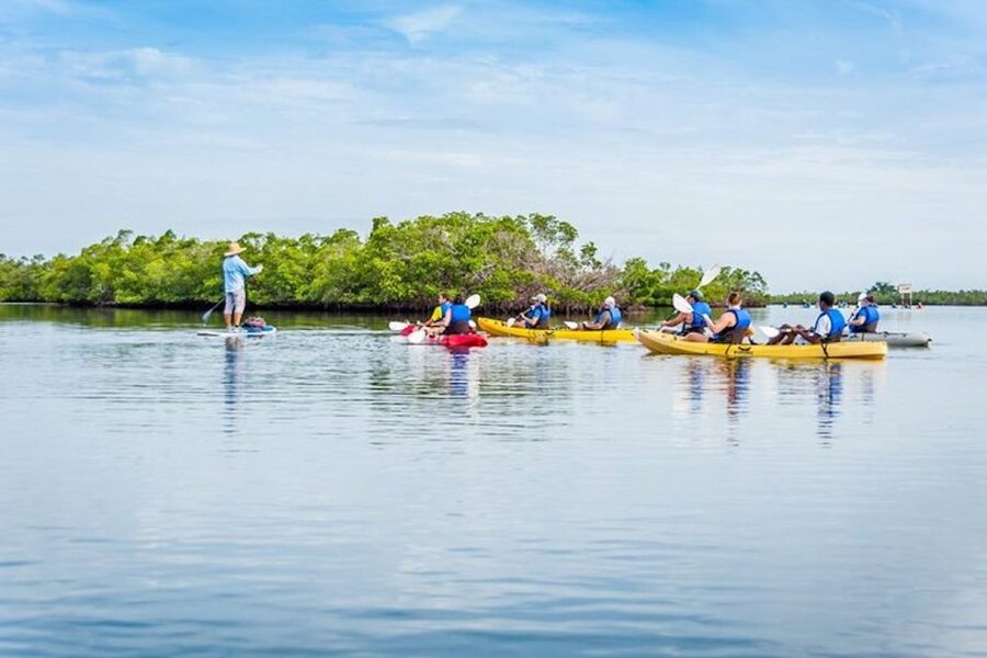 Marco Island: Kayak Mangrove Ecotour in Rookery Bay Reserve - Wildlife Spotting: Birds, Manatees, Dolphins, and More