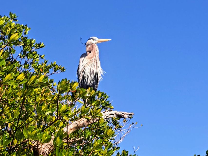 Marco Island: Kayak Mangrove Ecotour in Rookery Bay Reserve - Oyster Reefs, Mudflats, and Hidden Bays: Why the Stops Matter