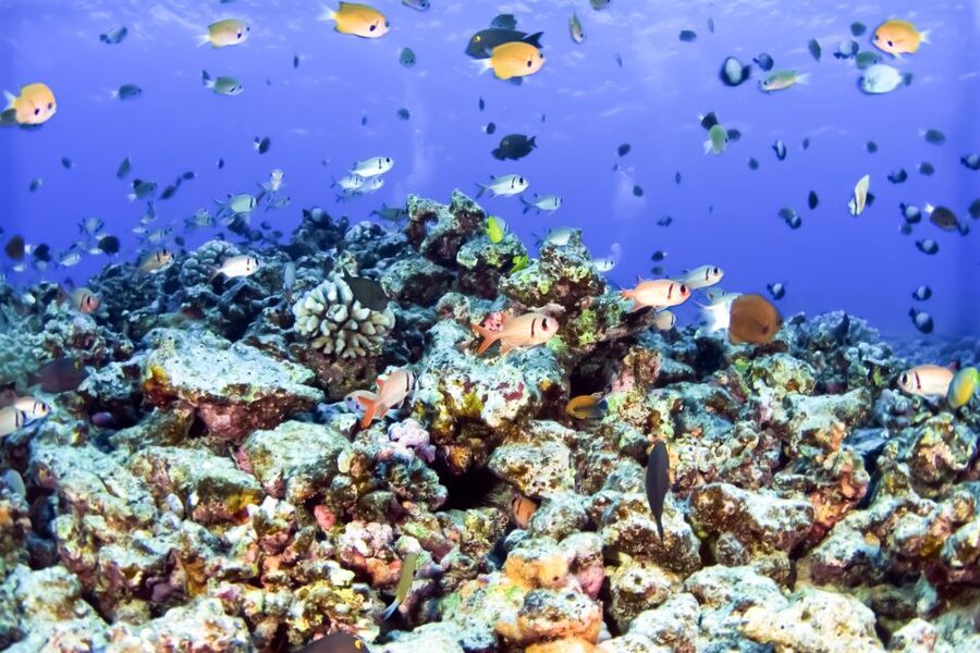 Maui: Eco-Friendly Molokini & Turtle Town Tour with Meals - Key things to know before you go