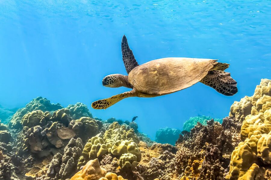 Maui: Eco-Friendly Molokini & Turtle Town Tour with Meals - Molokini Crater: where the snorkeling quality usually does the talking