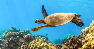 Maui: Eco-Friendly Molokini & Turtle Town Tour with Meals - The value of booking with PWF Eco Adventures