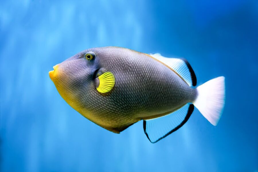 Maui: Eco-Friendly Molokini & Turtle Town Tour with Meals - Snorkel instruction, gear, and safety that actually help