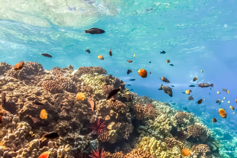Maui: Eco-Friendly Molokini & Turtle Town Tour with Meals - What you eat onboard: breakfast and lunch that keep you fueled