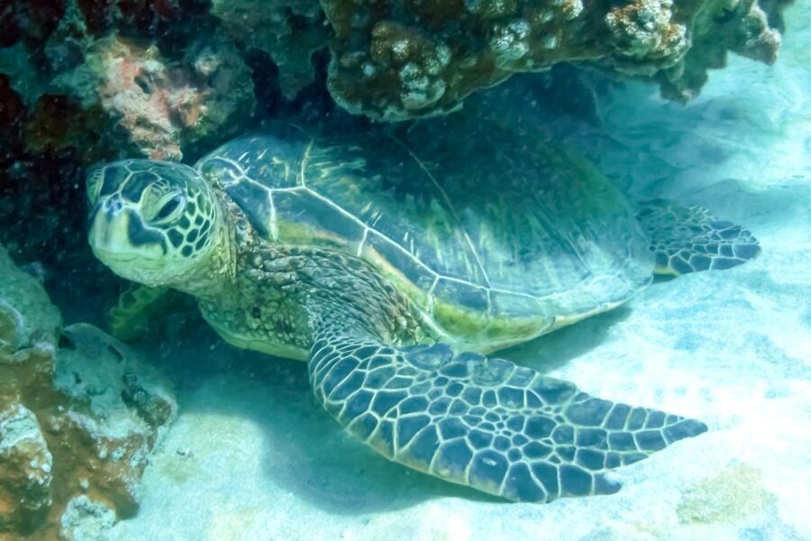 Maui: Eco-Friendly Molokini & Turtle Town Tour with Meals - Learning the reef: marine naturalists and fish ID on the go
