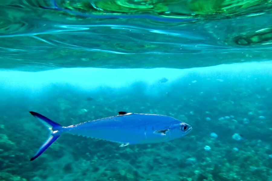 Maui: Eco-Friendly Molokini & Turtle Town Tour with Meals - The eco part: conservation, education, and what your ticket supports