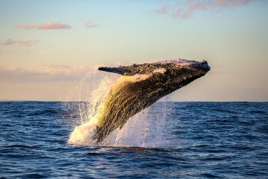 Maui: Eco-Friendly Whale Watching Tour from Ma'alaea Harbor - Maalaea Harbor Village Check-In: Start Where the Ocean Work Happens