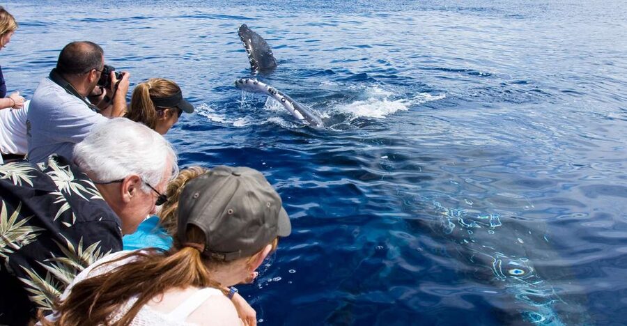 Maui: Eco-Friendly Whale Watching Tour from Ma'alaea Harbor - The 2-Hour Cruise in Ma’alaea: What You Actually Do on the Water