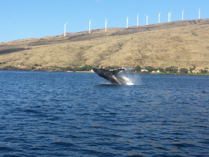 Maui: Eco-Friendly Whale Watching Tour from Ma'alaea Harbor - What You’ll Likely See: Breaches, Calves, Songs, and Competition