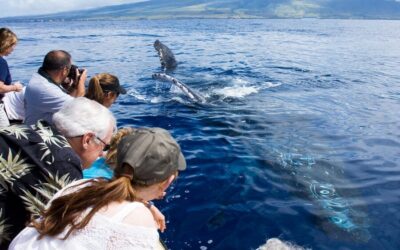 Maui: Eco-Friendly Whale Watching Tour from Ma'alaea Harbor - Underwater Hydrophones: The Most Memorable Upgrade for $88